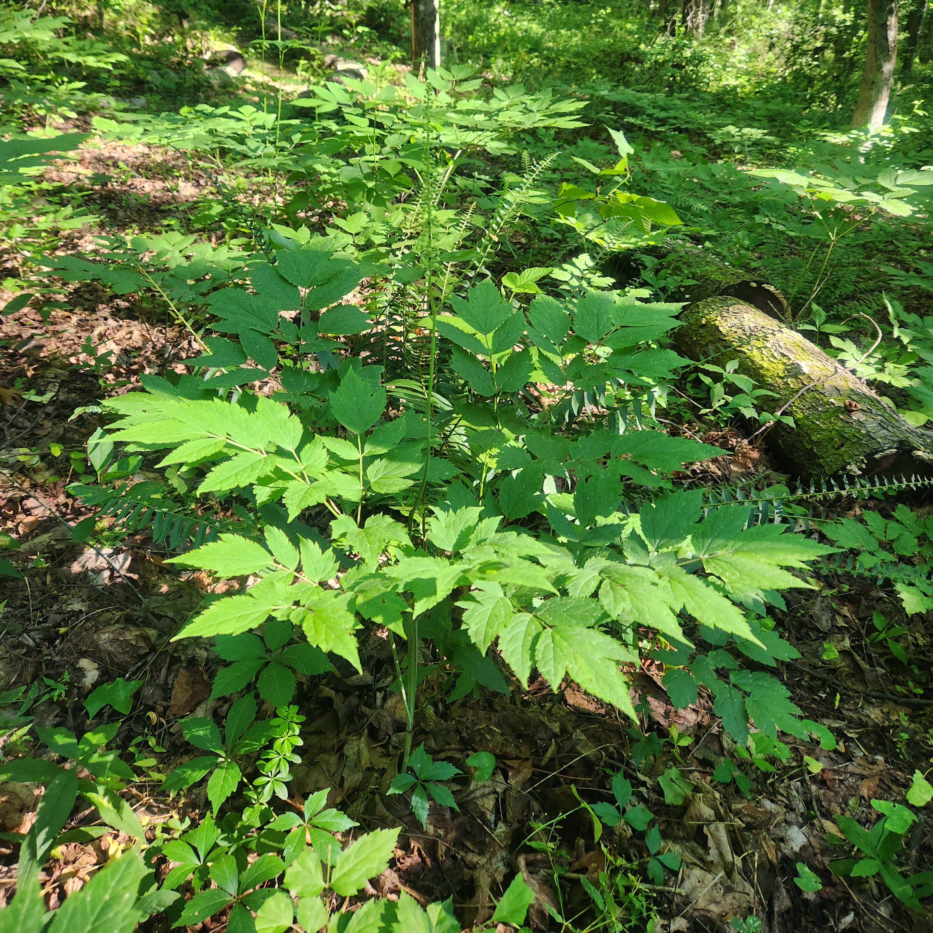Black Cohosh
